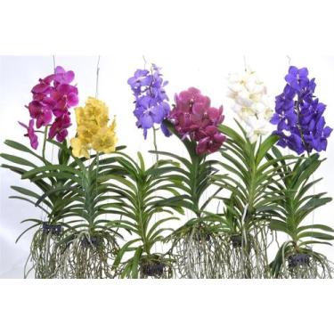 Imagem de Muda Jovem Orquidea Vanda Identificada Cores Variadas - DoceL@r