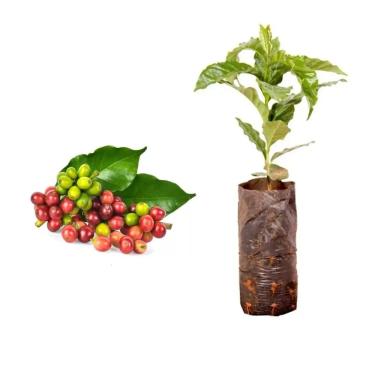 Imagem de Muda de Café Catuaí Vermelho (Coffea arabica var. Catuaí Vermelho) Altura de 20 a 40cm – planta frutífera produtiva, ideal para vasos ou solo, cultivo doméstico ou comercial, café especial