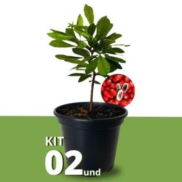 Imagem de Kit Mudas de Fruta do Milagre Pote 15 Mudas Frutíferas 30cm - Verde Ga