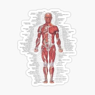 Imagem de Adesivo Adesivo Sistema Muscular do Corpo Humano, 12,7 cm | À prova d'água | Adesivo para para-choques de carro, caderno, copos de água, laptop