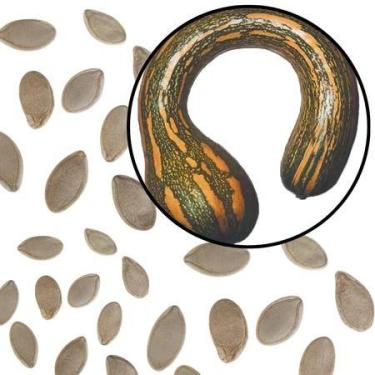 Imagem de Sementes S72 Abóbora Menina Rajada Seca Cultive Premium Clima Tempo Cu