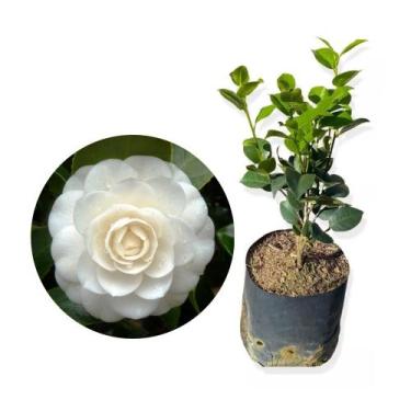 Imagem de Muda de Camelia 20 a 40cm AMK - Plantas Online - AMK Jardinagem e Pais