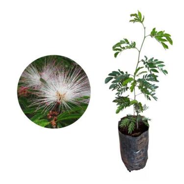 Imagem de Muda de Caliandra 20 a 40cm AMK - Plantas Online - AMK Jardinagem e Pa