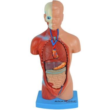 Imagem de Torso Humano De 28 Cm Assexuado Em 15 Partes