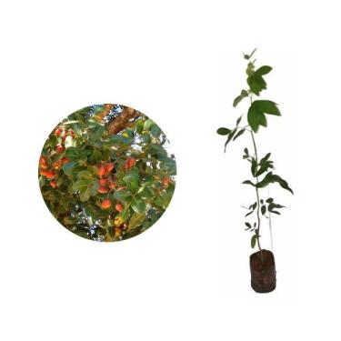 Imagem de Muda de Copaiba 20 a 40cm AMK - Plantas Online - AMK Jardinagem e Pais
