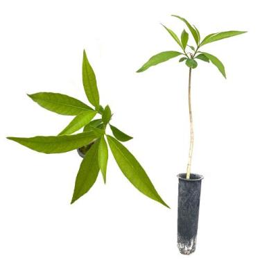 Imagem de Muda de Leiteiro 20 a 40cm AMK - Plantas Online - AMK Jardinagem e Pai