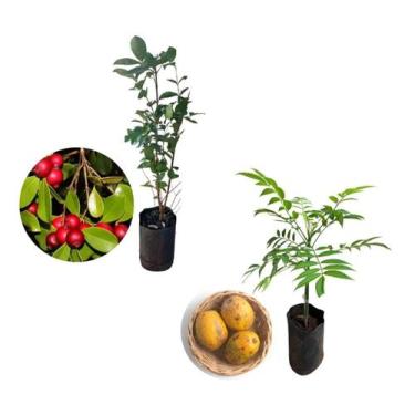 Imagem de Kit 2 Mudas - 1 Araçá Vermelho + 1 Cajá Manga Anão - AMK - Jardinagem 