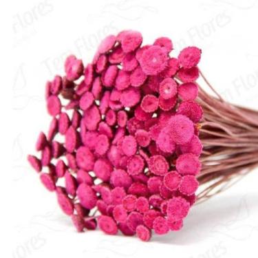 Imagem de 200 Botão Desidratado Sempre Viva Flores Secas - Pense Flores, Rosa