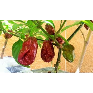 Imagem de Pimenta Bhutlah Chocolate 10 Frutos In Natura - Pimenta Severino's