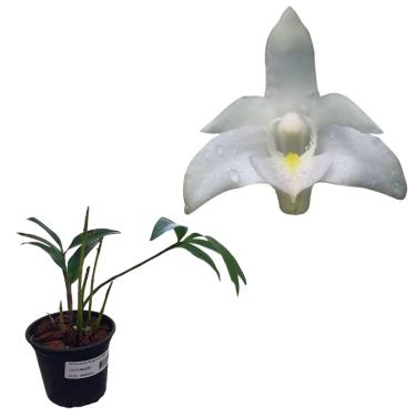 Imagem de Orquidea Muda Dendrobium Kingianum Alba Planta Branca Flor