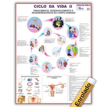 Imagem de Mapa Ciclo da Vida 2 Enrolado - Gigante 120 X 90cm - Enfermagem - Medi