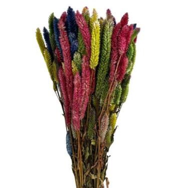 Imagem de Buque Maço Celosia Rabo De Gato Colorido Flores Desidratadas - Flora F