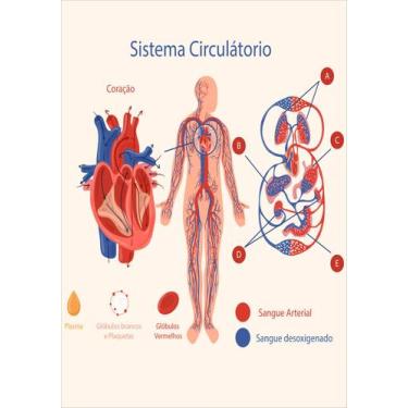 Imagem de Banner De Lona Escolar Sistema Circulatório - 85x60cm - Fabrika De Fes