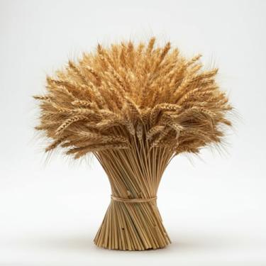 Imagem de 400 Hastes Trigo Seco Para Decoração Elegante Convites Casamento Arranjos Artesanato Ramo Maços Ceia(200)