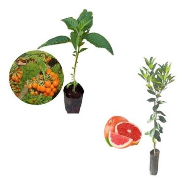 Imagem de Kit 2 Mudas - 1 Fruta Do Sabia + 1 Laranja Sanguínea - AMK - Jardinage