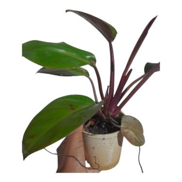 Imagem de Philodendron Rubro Filodendro Esmeralda Rubro Raro Muda 17cm Altura 35-40cm Pronta para Decoração de Interiores Planta Ornamentais Vermelha Indoor