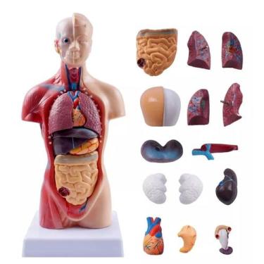 Imagem de Modelo Corporal para aprendizagem anatomia humana - Tronco - ZHUTING
