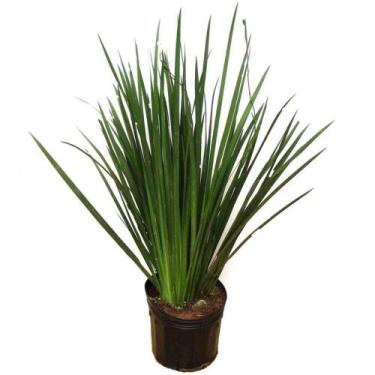 Imagem de Planta Natural Moreia - Copafer