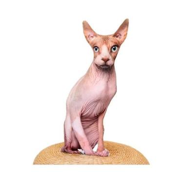 Imagem de Almofada De Pelúcia Gato Realista, Bichinho De Pelúcia Fofo, Boneca De