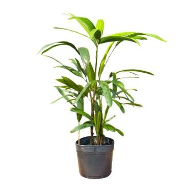 Imagem de Planta Palmeira Ráfis 90cm - AgroJardim