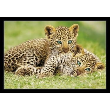 Imagem de BUY ART FOR LESS Pôster emoldurado oficialmente licenciado Cheetah Cubs - 61 x 91 cm - Moldura de madeira projetada resistente com vidro plexi - Pronto para pendurar