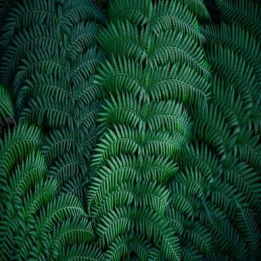 Imagem de Quadro Decorativo Folhas de Samambaia Natural - Arte em Papel para Decoração Moderna e Elegante 50x50cm