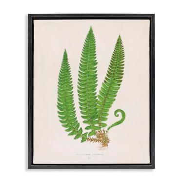 Imagem de Stupell Industries Arte de parede em tela flutuante com moldura preta trio de ramo de samambaia natural, design de Phillipa Katz, 43 x 53 cm