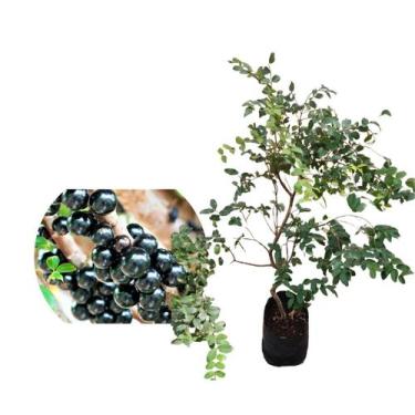 Imagem de Muda de Jabuticaba Sabará - Koch