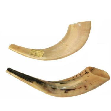 Imagem de Shofar Chifre De Carneiro De Tocar - De Israel 30 A 34 Cm