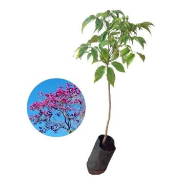 Imagem de Excelente Muda De Ipê Roxo - AMK - Jardinagem e Paisagismo