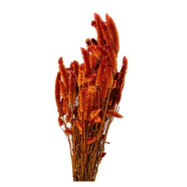 Imagem de Buque Maço Celosia Rabo De Gato Flores Desidratadas - Inspira Flora, L