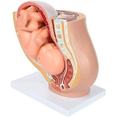 Imagem de Modelo de embrião A anatomia da pelve da gravidez inclui um modelo fetal totalmente removível, a placenta anatômica para a escola