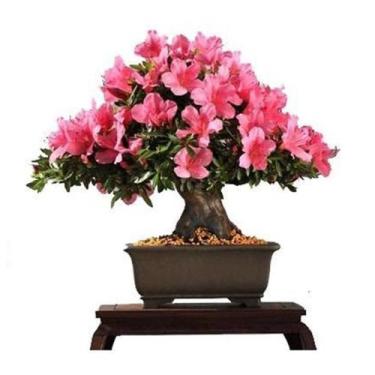 Imagem de 50 Sementes de Godétia Azalélia Sortida - SEEDS