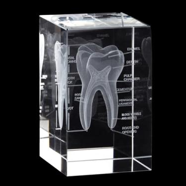 Imagem de Modelo de dente humano de cristal 3D com gravação a laser, decoração anatômica de dentes para casa e escritório, presente perfeito para dentista