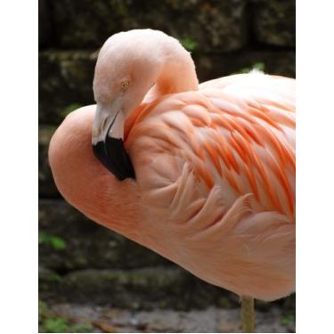 Imagem de Caderno Flamingo Pêssego: Caderno Flamingo Peach Birds (Caderno de redação) (21,5 x 28 cm Grande): Volume 2