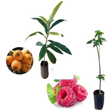 Imagem de Kit 2 Mudas - 1 Framboesa Vermelha + 1 Nêspera - AMK - Jardinagem e Pa