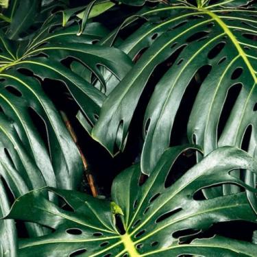 Imagem de Amortecedor Dianteiro Cofap Turbogás Gm Vectra Gsi 94/96