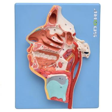 Imagem de Nervos e Vasos Sanguíneos da Face Modelo Anatomia