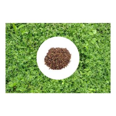 Imagem de Sementes de Estilosantes Campo Grande Recupera Solos 100g - SEEDS