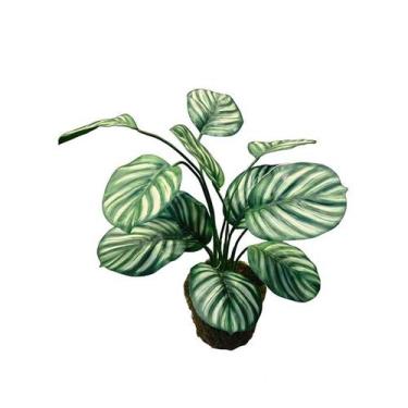 Imagem de Arranjo Calathea x12 folhas - Biofil