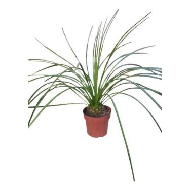 Imagem de Linda Muda De Agave Palito Bem Formada Natural Ornamental - galpaolivy