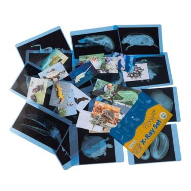 Imagem de Kit científico Odoorgames Animal Rays & Picture Cards Kids
