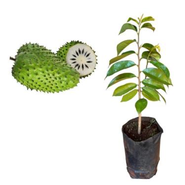 Imagem de Muda De Graviola Bem Desenvolvida - Produz Rápido