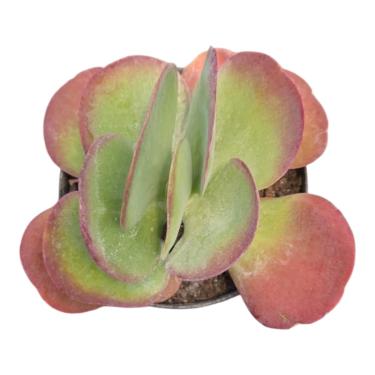 Imagem de Kalanchoe Thyrsiflora Planta Suculenta Orelha de Elefante, Vaso 11cm