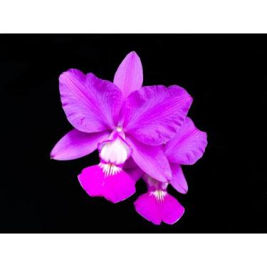 Imagem de Orquídea Cattleya Walkeriana Dayane Wenzel X Feitiço De Goias - Cooper