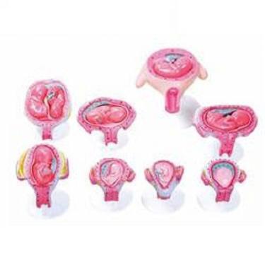 Imagem de Gravidez Embrionário em 8 Fases Modelo Anatomia