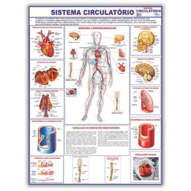 Imagem de Mapa Sistema Circulatório Dobrado- Gigante 120 X 90cm - Enfermagem - M