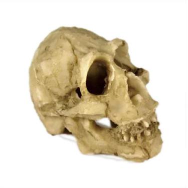 Imagem de Nomoypet ns-91 cranio neandertal 5x4,5x3,5cm