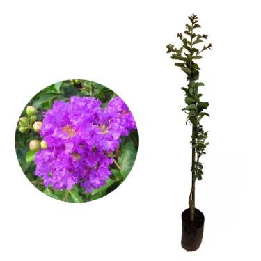 Imagem de Muda de Reseda Roxo 20 a 40cm AMK - Plantas Online - Genérico