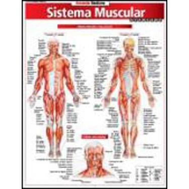 Imagem de Sistema muscular avançado - RESUMAO
